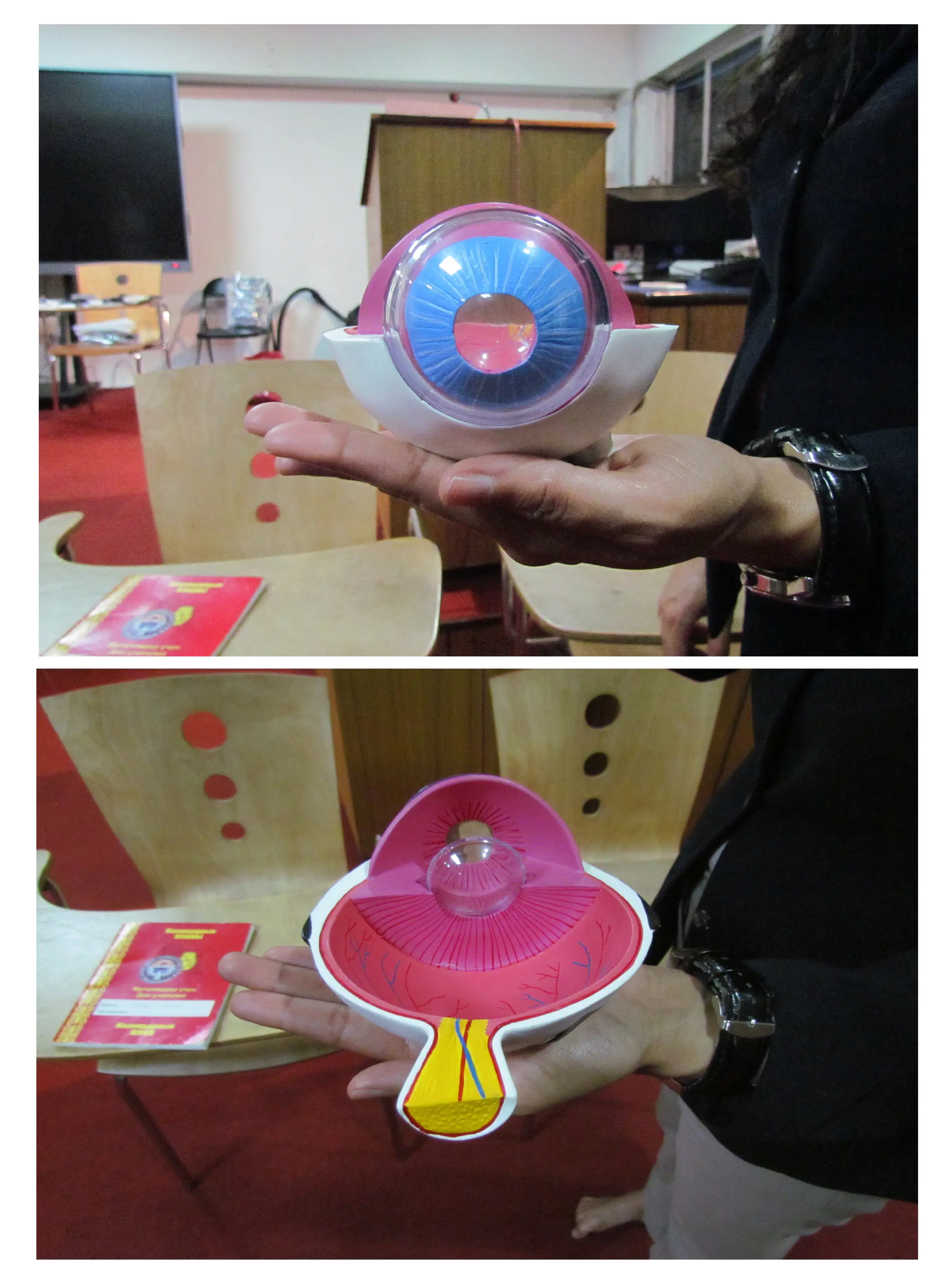 Image containing 3D eye models.