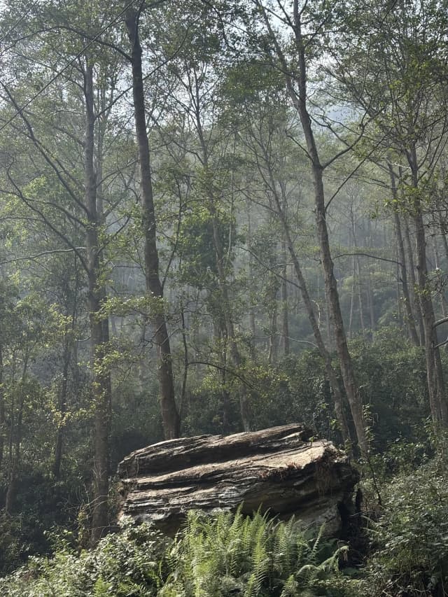 A scenery of the green forest where some trees and a big rock can be observed.