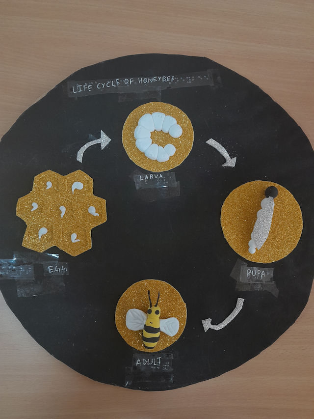 3D model depicting the life cycle of a honey bee